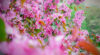chris-maccaux-3xYe1YB6gKQ-unsplash
